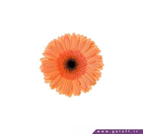 گل ژربرا مایانه - Gerbera | گل آف